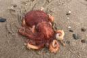 Boris the octopus was saved by the Lumb family after he got washed up on the beach