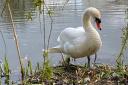 One of the nesting swans at Whittington Castle.