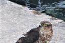 is the young Sparrowhawk with ruffled feathers on his back.Only his pride was hurt!