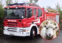 Sheep trapped on ledge leads to call out to fire crews