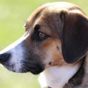 Brian Prydd's sharp-eyed hound