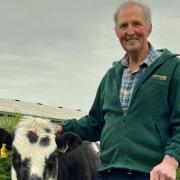 Emyr Wigley with one of his cows.