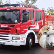 Sheep trapped on ledge leads to call out to fire crews