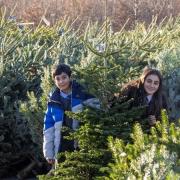 Dobbies announces schools to receive free real Christmas tree .