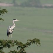 A grey heron on the Mere.