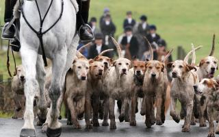 Clashes with fox hunts have seen reports of 