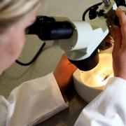 The Government has vowed to tackle the spread of a drug-resistant disease branded a 