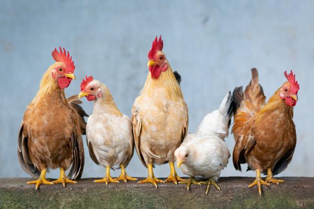 Plans - Wix could see a chicken farm built