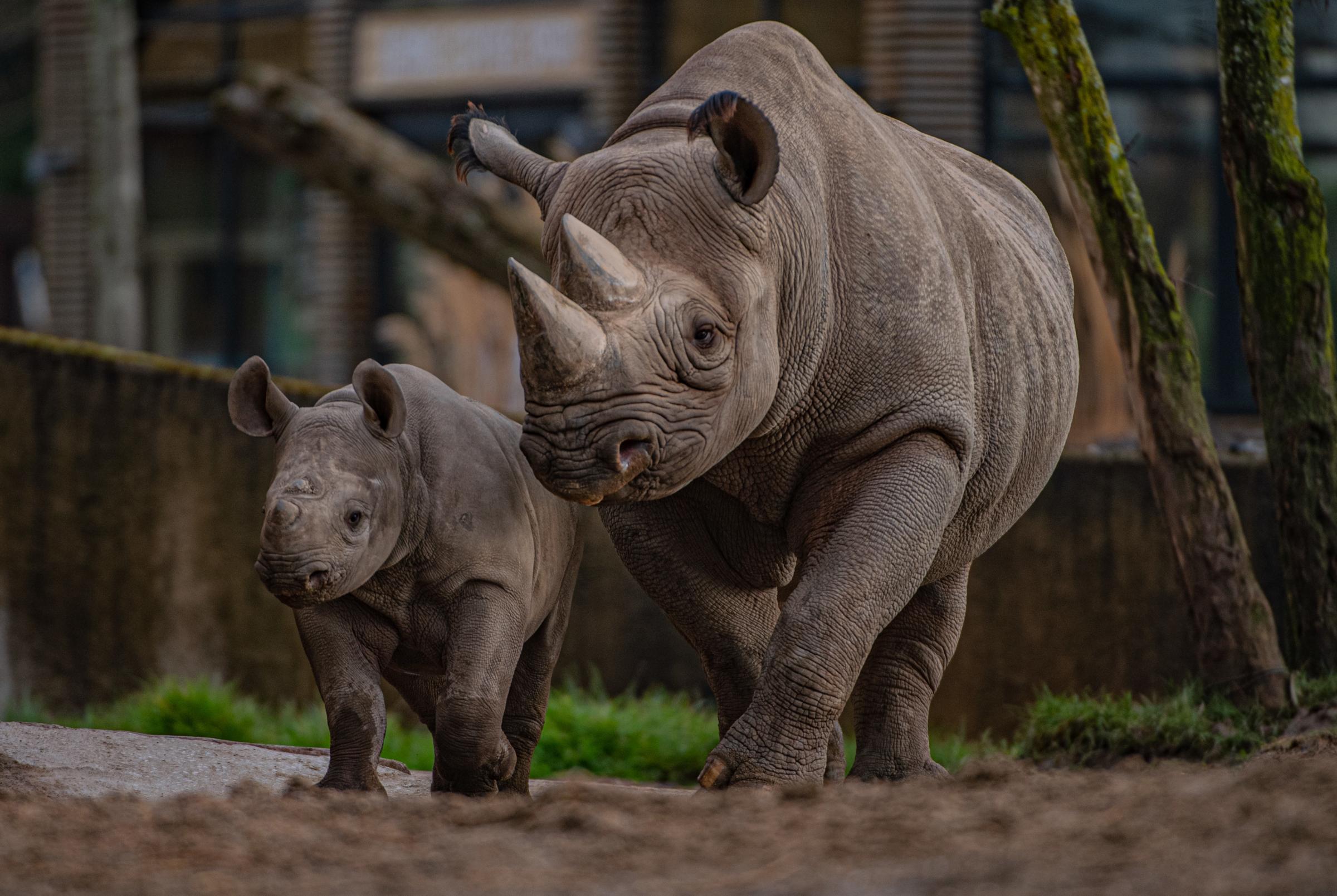 Critically endangered eastern black rhino calf, Kasulu, charges out alongside mum Ema Elsa at Chester Zoo.