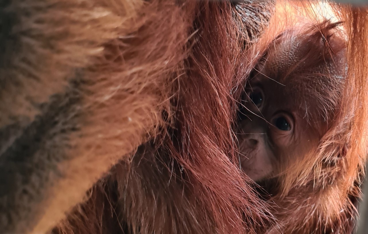 A critically endangered orangutan has been born at Chester Zoo.