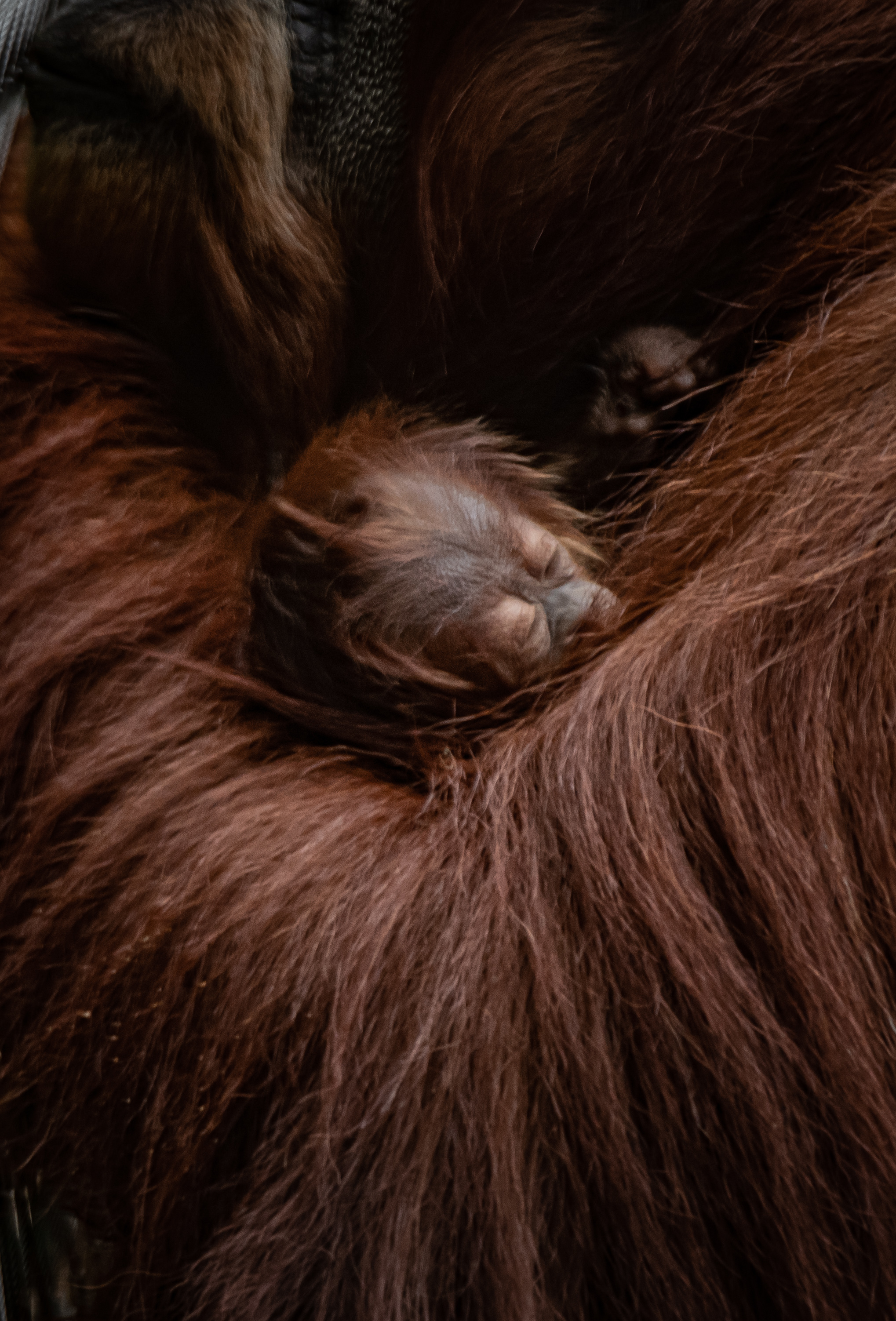 A critically endangered orangutan has been born at Chester Zoo.