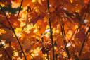 When does Autumn start in the UK 2022? See the autumn equinox date and what it means (Canva)