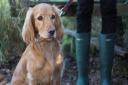 Dogs must be kept on leads by owners say Network Rail.