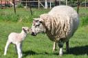 Lambs and ewe at Park Hall Farm