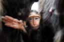 A rare baby Sulawesi crested macaque has been born to mum Rumple at Chester Zoo.