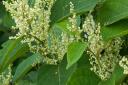Japanese knotweed can be a risk to homeowners