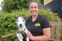 Gorgeous Marley is pictured with fostering co-ordinator Rebecca Preece.