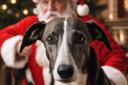 The Hector's Greyhound Rescue Winter Wonderland set to come to Oswestry.
