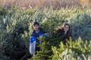 Dobbies announces schools to receive free real Christmas tree .