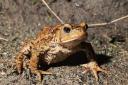A toad crossing the road on Wednesday, February 14