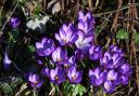 Crocuses. Picture by Mike Kielecher.