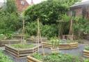 Carolle Doyle's raised beds in 2009.