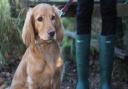 Dogs must be kept on leads by owners say Network Rail.