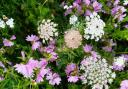 Wild flowers are the subject of the next conversation at Chirk Gardener's Club