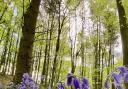 Plas Power Woods was full of bluebells for Clare Humphreys