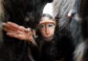 A rare baby Sulawesi crested macaque has been born to mum Rumple at Chester Zoo.