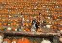 The famous Llynclys pumpkins.