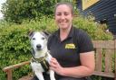 Gorgeous Marley is pictured with fostering co-ordinator Rebecca Preece.