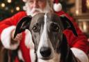 Hector's Greyhound Rescue gets £1,000 grant after Benefact Group campaign