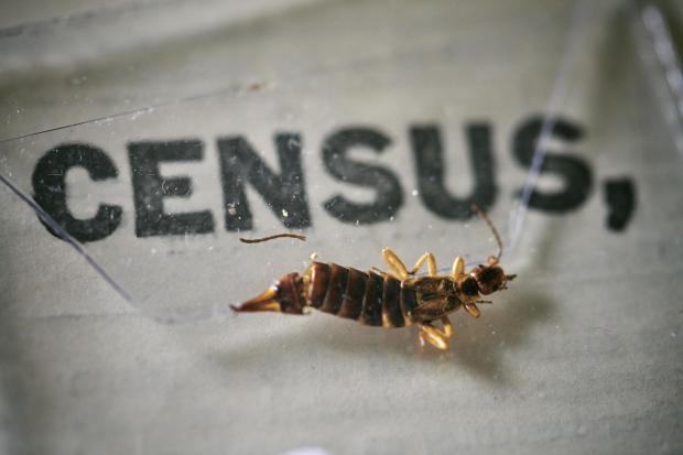 Border Counties Advertizer: An insect, which died at some point in the last 100 years, being removed from the pages of the 1921 Census at the Office for National Statistics (ONS) near Southampton. Photo via PA.