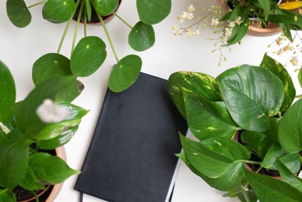 Border Counties Advertizer: A black notebook surrounded by indoor plants. Credit: PA