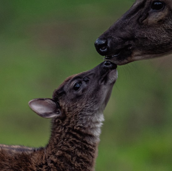 Endangered Philippine spotted deer born at Chester Zoo - Vimarsana News