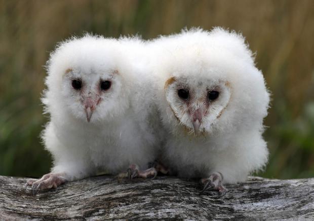 Border Counties Advertizer: White barn owls Peek and Boo at Blair Drummond Safari Park (Andrew Milligan/PA)