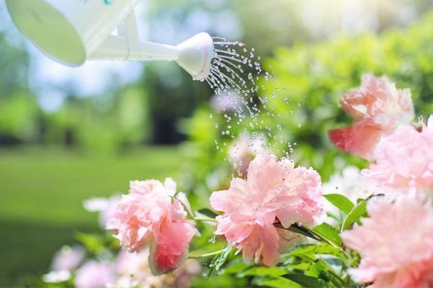 Border Counties Advertizer: A watering can watering some pink flowers. Credit: Canva