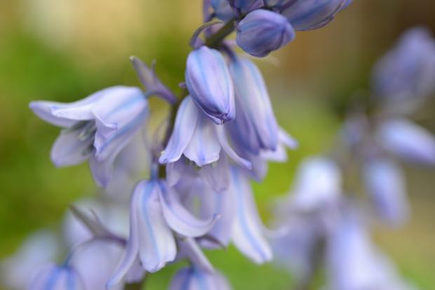 Border Counties Advertizer: Bluebells. Credit: Canva