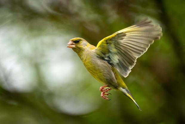 Border Counties Advertizer: A greenfinch. Picture by Paul Meakin.