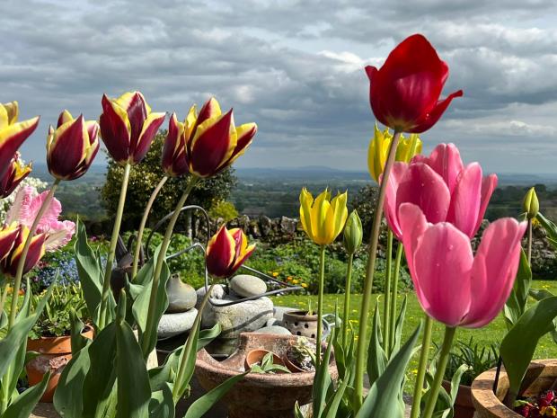 Border Counties Advertizer: The Wrekin between the tulips. Picture by Rosie Hindley.