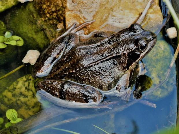 Border Counties Advertizer: A frog takes a dip. Picture by Julie Sheffield.