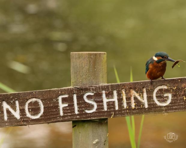 Border Counties Advertizer: A kingfisher with no respect for the rules. Picture by Jody Wilson.