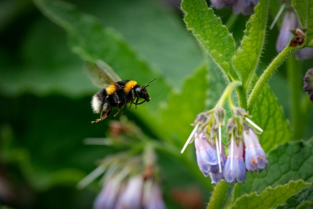 Border Counties Advertizer: A bumble bee in flight. Picture by Paul Meakin.