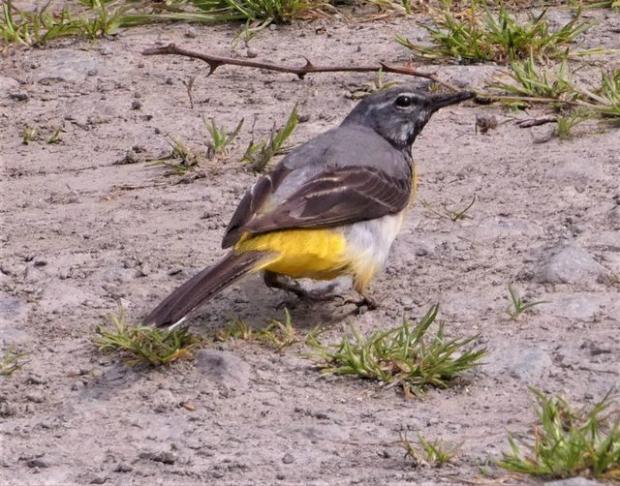 Border Counties Advertizer: A grey wagtail. Picture by Mary Morgan.