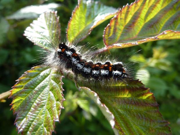Border Counties Advertizer: A caterpillar. Picture by Michael Anthony Adams-Wade.