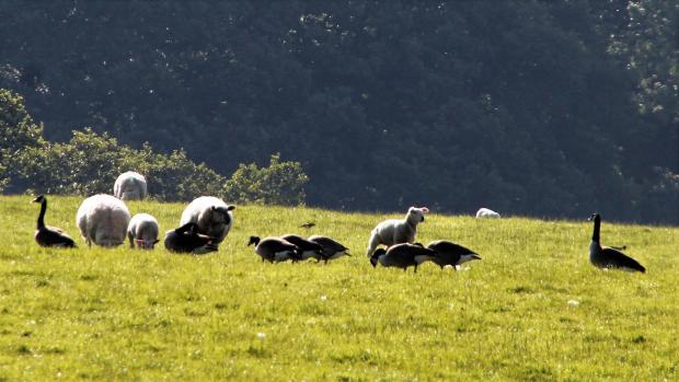 Border Counties Advertizer: Lambs and geese enjoy eachother's company. Picture by Wendy Clough Jones.