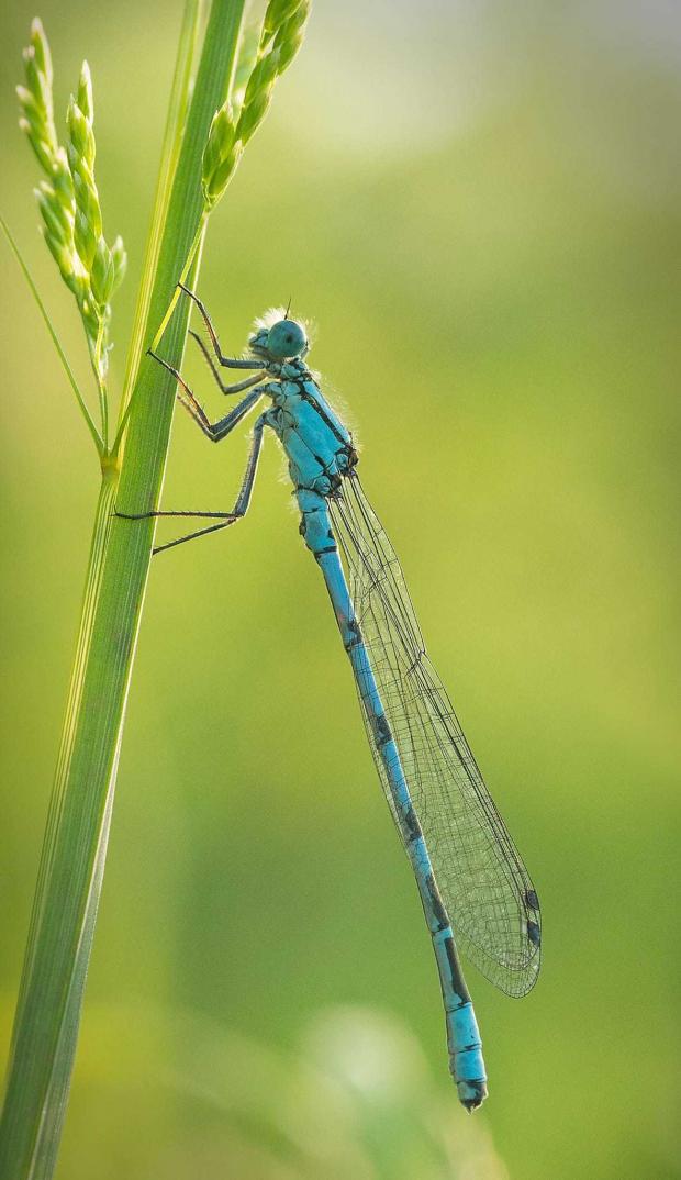 Border Counties Advertizer: A damselfly. Picture by Andrew Munro.