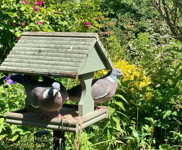 Border Counties Advertizer: Two fat pigeons hogging the bird table. Picture by Judith Sullivan.