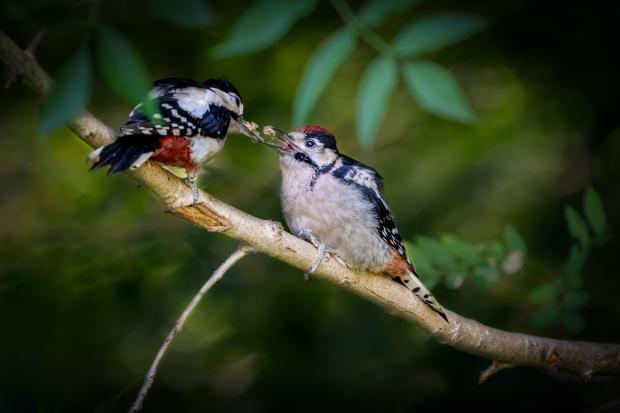 Border Counties Advertizer: A pair of birds feeding or fighting. Picture by Paul Meakin.